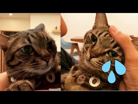 Cat Crying And Moaning Like Baby Human