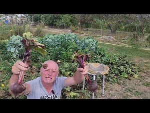 Quand semer vos betteraves rouges et comment les déguster ?