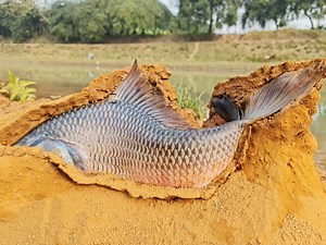 Top 10 Daily Life Big Stuck Fish Catching in River Flowing Water Dry Place Secret Hole #fishing #fish #fishinglife | Catch Fish With ET