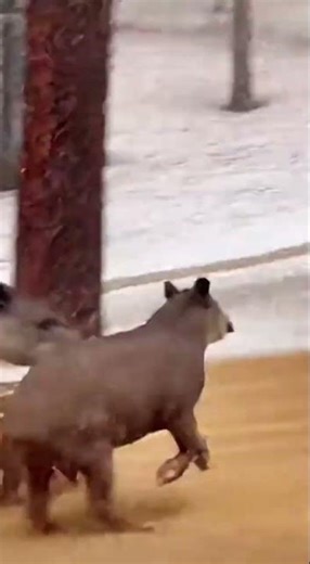 Brazilian Tapirs Slide Down Steep Muddy Hill Crashing Into House Structure During Rain and Snow