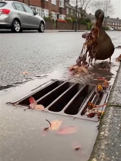 Duck Unclogs Drain After Rainfall