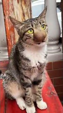 This Cat Has A Lot Of Questions 😂