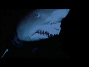Shark scene from strange wilderness!
