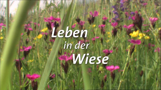 planet schule: Leben in der Wiese · Tiere und Pflanzen