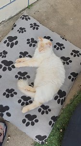 11K views · 687 reactions | Un joyeux anniversaire petit chat 2 ans aujourd'hui 殺 | Pour le plaisir de créer avec mes chats | Facebook