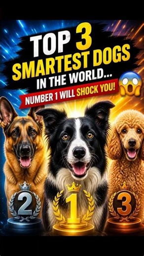 Top 3 Smartest Dogs in the World