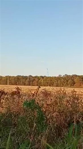 Ayden 13 years old filled another antlerless tag tonight in Muskegon County. | Michigan Outdoor Obsession