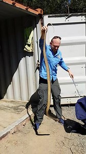 How a Large Brown Snake Reacts to Movement! This is a great example of how snakes eyesight and reations are very movement orientated. This video is from a few years ago but its a great example of an Eastern Brown snake remaining calm even though he is being held onto and then as soon as there is movement or a possible threat they go into defence mode. He even decided to bite the bag a few times. If you see a snake in the wild please feel free to observe them from a safe distance. If you accident