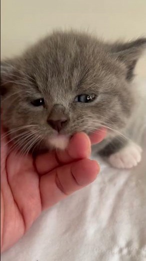 Boy D British Shorthair Blue x Ragdoll mix 0413782795 Melbourne Australia Nov 2025