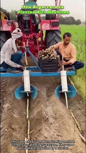 How Sugarcane Is Planted With Machines