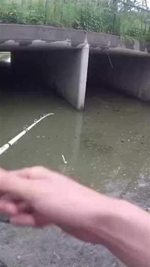 Just another tunnel fishing video!!! What’s the craziest spot you have caught a fish #bassf | Brian Fishing Farm