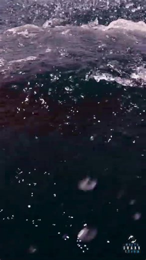 Great white shark locks in on tuna head