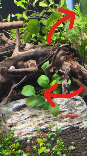 A Quick Update On My Celestial Pearl Danio Planted Tank! Spring is...