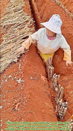 How Farmers Plant Chinese Yam In Deep Soil Rows #work