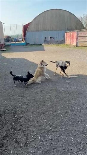 💖 MIA 💖 und 💖 BUBO 💖