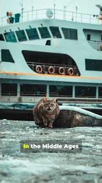 History of the domesticated cat