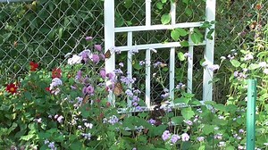 The First day of FALL in Minnesota? 🦋🦋🦋😲 More migrators have stopped by to refuel on wild ageratum for their long journey to Mexico. Get more info on planting Conoclium coelestinum in your butterfly garden: https://monarchbutterflygarden.net/butterfly-plants/#PUBF | Monarch Butterfly Garden