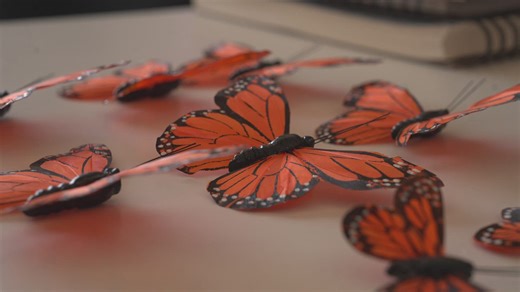 How the monarch butterfly became a symbol of immigration
