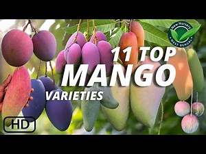 Top 11 Mango Varieties in New Nursery | नई नर्सरी में शीर्ष 11 आम की किस्में Top mango Varity india