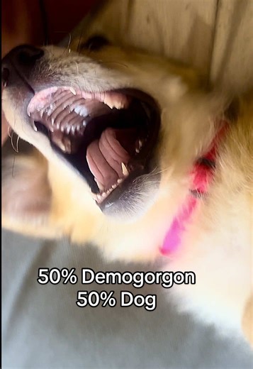 Demogorgon or Dog? The Cutest Teething Challenge