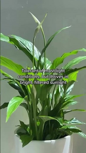 How to Care for Peace Lily | Indoor Plant Care Tips That Work🕊️🌱#indoorplantcare #peacelily