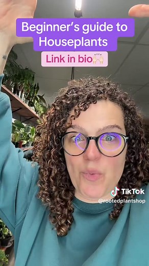 Beginner’s Guide to Houseplants: Essential Tips for Care