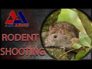 Air Gun Pest Control - Rat Shooting