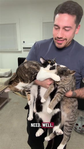 Understanding the Joy of Having Just One Cat