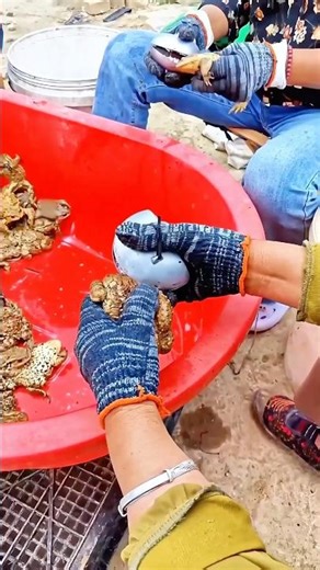 Collecting toad venom: A white medicinal substance with pain-relieving and anti-inflammatory effects