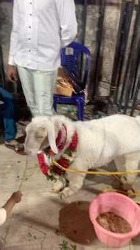 Exploding Karnataka goat explore