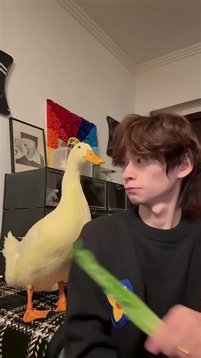 多说一句就要收拾我了😂#鸭子 #萌宠 | Cute Pet Videos