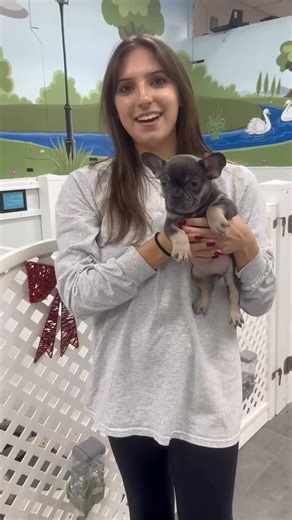 The Pet Shoppe on Instagram: "Female French Bulldog ready to be loved for Christmas! 🤍❤️"