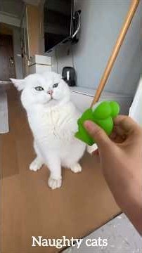 Viral Cat Video 😹 | Funniest Cats Compilation 2026 #Shorts
