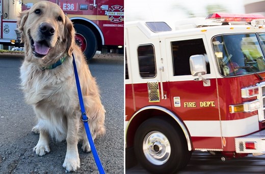 Golden Retriever Caught Warming Up ‘His Vocal Cords’ Before Howling