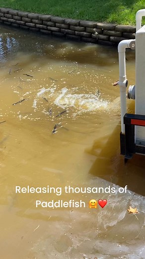 It’s that time of the year! Thousands of American Paddlefish have been released into Caddo Lake for their conservation efforts! 💚 Want to learn more about the oldest surviving species in North America? https://tpwd.texas.gov/huntwild/wild/species/pad/ Want more info on the paddlefish project? https://caddolakeinstitute.org/paddlefish/ U.S. Fish and Wildlife Service Caddo Lake Institute | Caddo Lake State Park - Texas Parks and Wildlife