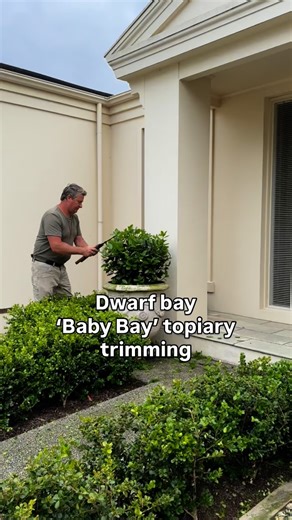 12K views · 319 reactions | ‘BABY BAY’ - Dwarf bay makes an excellent topiary plant and substitute for English box. I use bay for an attractive hedge, tall or shortish, and they can be trimmed in to fabulous topiary balls and cones. #andrewstark #andrewstarkgardens #andrewstarkgardendesign #gardendesign #gardendesignmelbourne #hedges #topiary #pruning #gardenreno #gardenrenovation #gardenlovers #baytree #bayleaf | Andrew Stark. Garden Design | Facebook