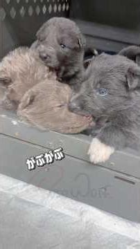 可愛いがぶがぶ子犬【ノーブルシェパード】