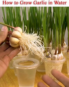 9.3M views · 62K reactions | A few days prior to planting, separate...