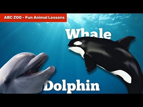 Whale vs. Dolphin: How to Tell Them Apart! | ABC Zoo Fun Animal Lessons