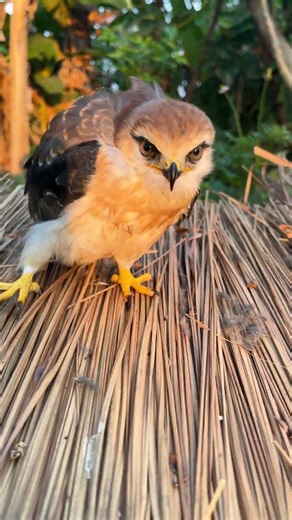 Hawk Sounds😱🦅#shorts #birds #hawk #animals #eagle #wildlife #birdsounds #nature
