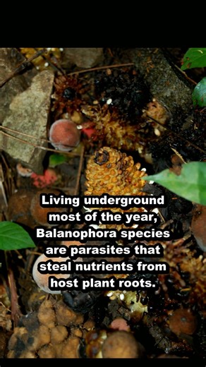 Balanophora: Plants that abandoned photosynthesis entirely! #Shorts #animals