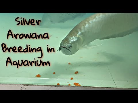AROWANA FISH BREEDING ? || AROWANA LAID EGGS || SILVER AROWANA PAIR BREEDING IN HOME AQUARIUM