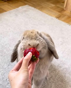 210K views · 4.7K reactions | The little nom nom noms give me all the feels 殺  | Furry Tails | Facebook