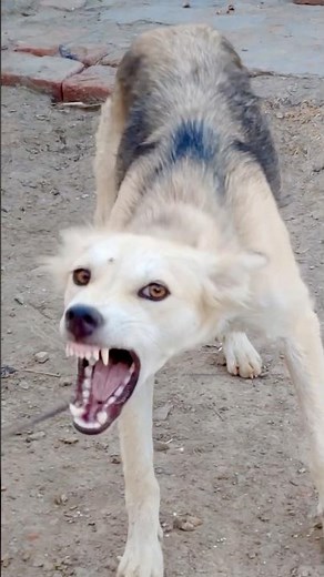 🐶 Original Dog Barking Sound | Natural Guard Dog Reaction #shorts