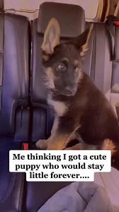 4.9K views · 99 reactions | 8 weeks to 2 years German Shepherd GROWTH!! #germanshepherd #shorts.mp4 | Zeus | Facebook