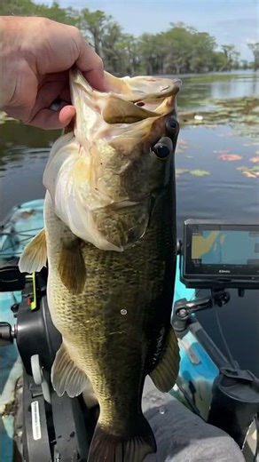 Caddo Lake Bassmaster Kayak Series | East Texas Spring Break + ShareLunker HQ & Fishing Hall of Fame