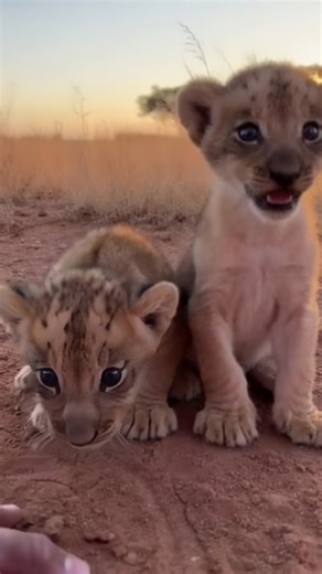 @yamatosenseii on Instagram: "The Guardian of the Savannah Yamato was born in the rugged wilderness of Alaska, raised among snow-capped mountains and icy tundras. However, his heart had always beat for the preservation of wildlife on a global scale. A few years ago, he traded his heavy parkas for khaki vests when he joined National Geographic on a mission to East Africa. His goal was clear: to help protect and preserve Africa’s iconic species from the growing threats of habitat loss and poaching