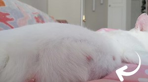 4.1K views · 561 reactions | I know seeing the belly movement isn't easy, especially on small screens. I made this video that helpfully points out - with arrows - three belly movements, so hopefully you can see. There's more belly movement than just those three instances, of course, because her belly rarely stops moving at this point. ... (Also, I am not any kind of pro video editor, so it's nothing fancy.) | Love & Hisses | Facebook