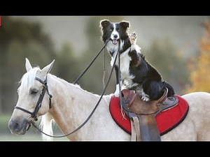Best Of Awesome Border Collies