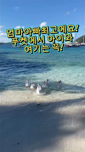 엄마아빠 최고에요! 푸켓에서 아이와 여기는 꼭 가야해! 바나나비치부터 특별한 추억만들기 코끼리 보호소! 푸켓시티투어 하는 날 돌고래쇼까지! 투어예약은 네이버스토어 #그린망고홀리데이